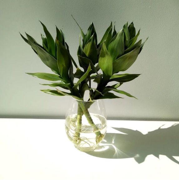 Yiwu quality products: Water-cultivated dinosaur eggs, green ivy vases, transparent glass vases, water-cultivated plant containers, flowerpots Specification image