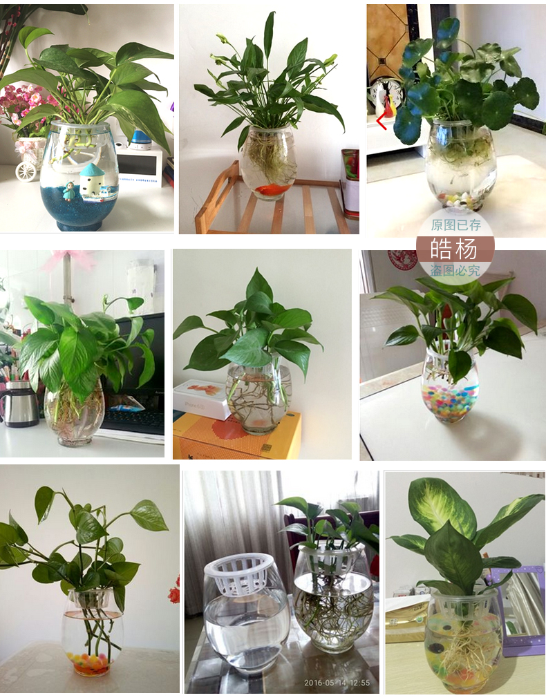 Yiwu quality products: Water-cultivated dinosaur eggs, green ivy vases, transparent glass vases, water-cultivated plant containers, flowerpots pic 4