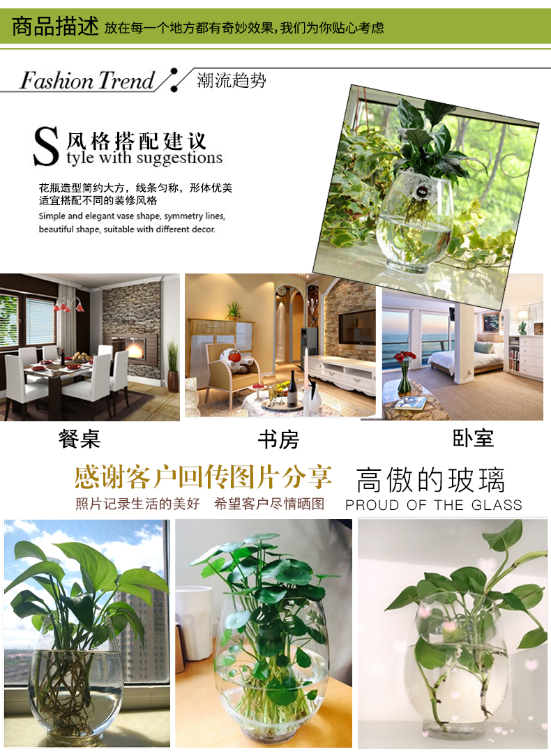 Yiwu quality products: Water-cultivated dinosaur eggs, green ivy vases, transparent glass vases, water-cultivated plant containers, flowerpots pic 3