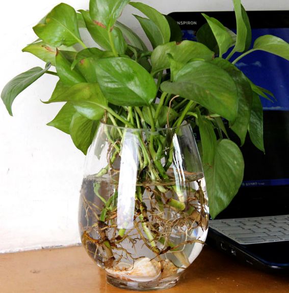 义乌好货 水培恐龙蛋绿萝花瓶透明玻璃花瓶水养植物容器花盆