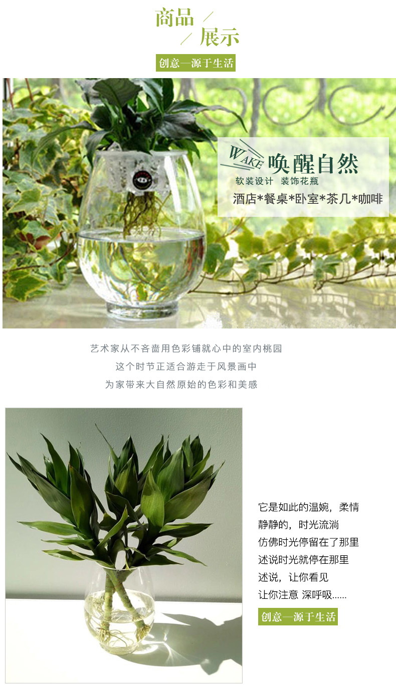 Yiwu quality products: Water-cultivated dinosaur eggs, green ivy vases, transparent glass vases, water-cultivated plant containers, flowerpots pic 6