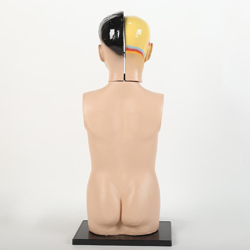 A 65cm human half-body trunk model Application Scenario