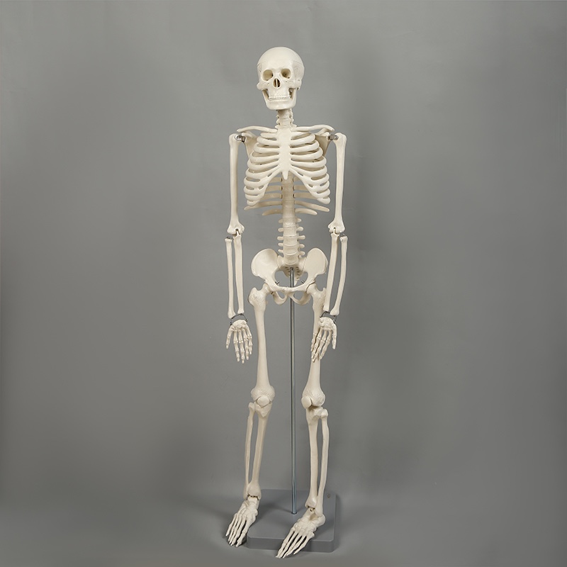 85人体骨骼模型图