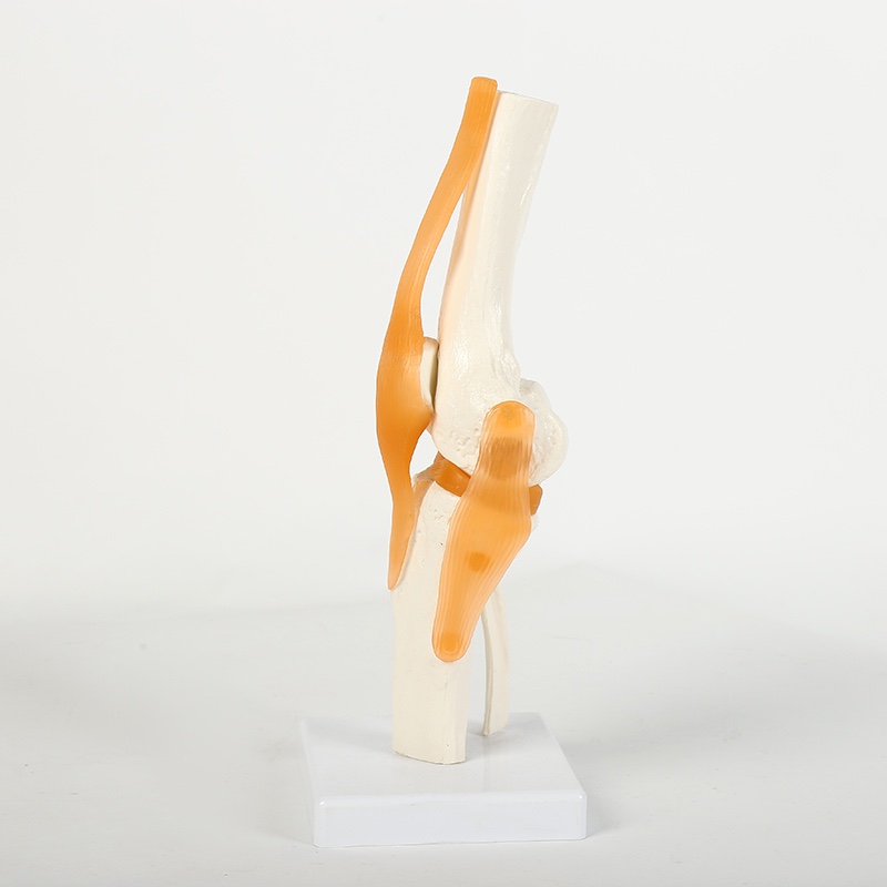 手、足、肩、膝、髋关节带韧带模型ni详情图1