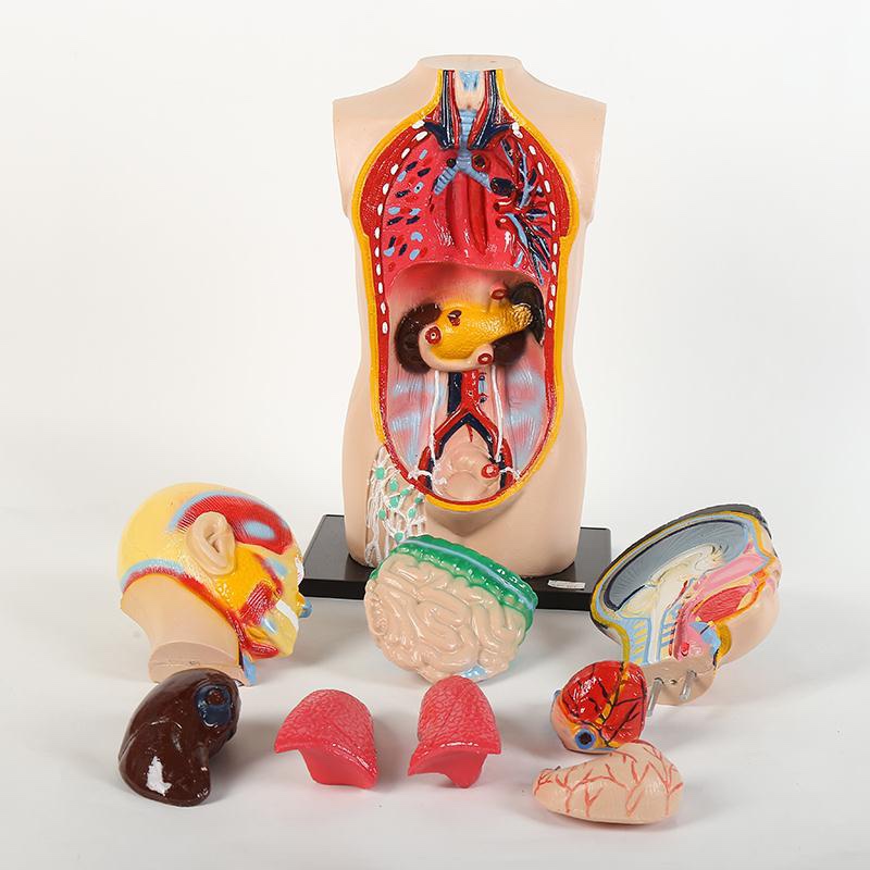 A 65cm human half-body trunk model details Picture