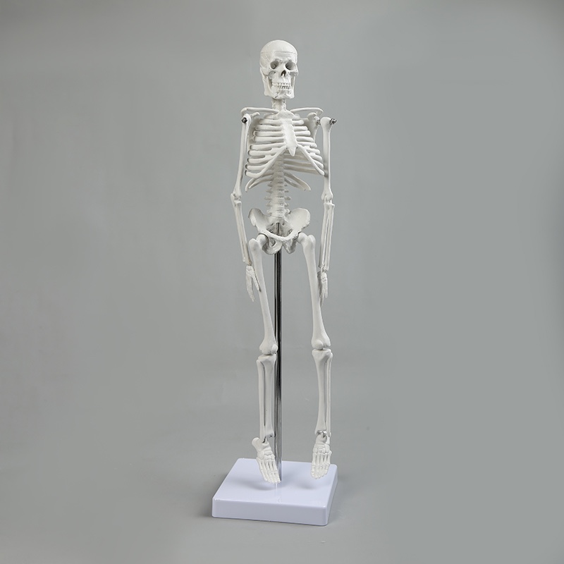 45 Human skeleton model