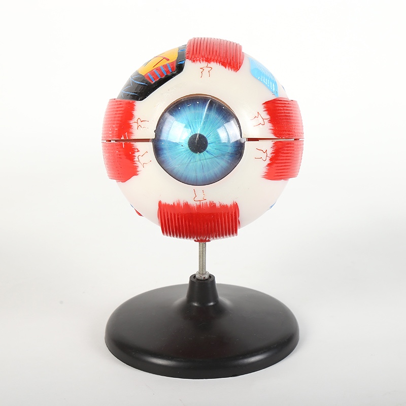 Eye model (General) thumbnail
