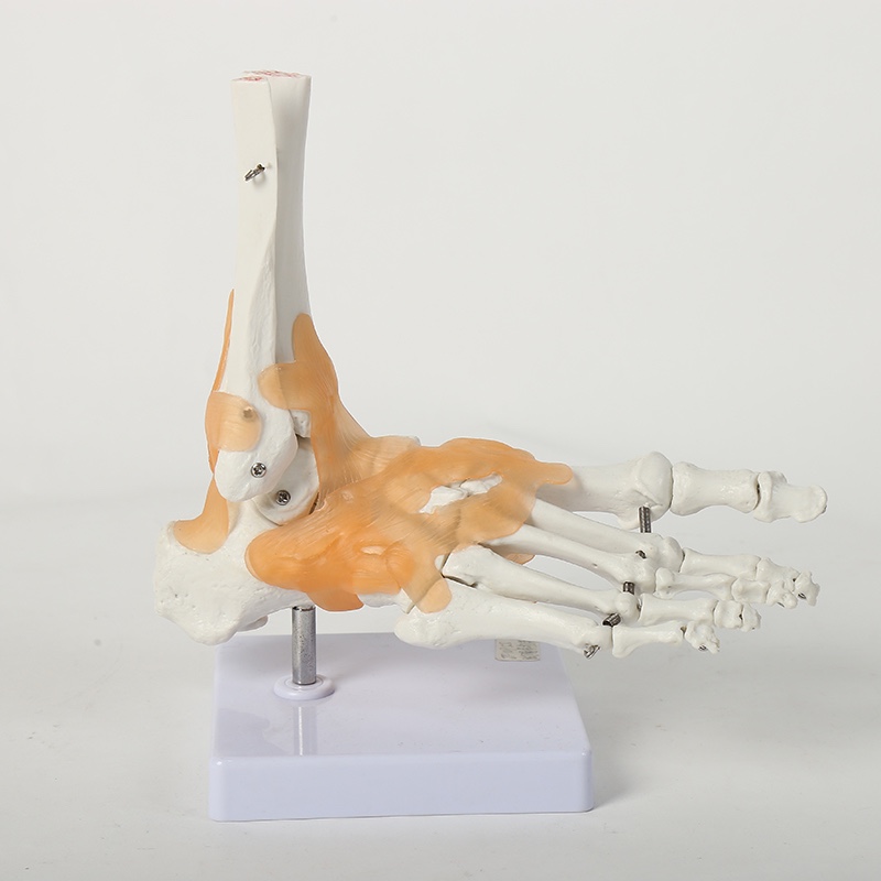 手、足、肩、膝、髋关节带韧带模型ni详情图5