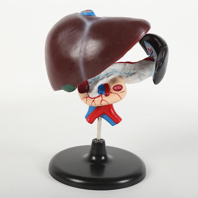 Hepatoduodenal model thumbnail