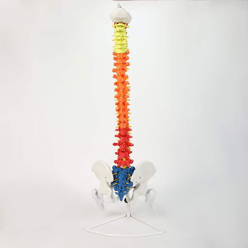 An 85cm color adult spinal model details Picture