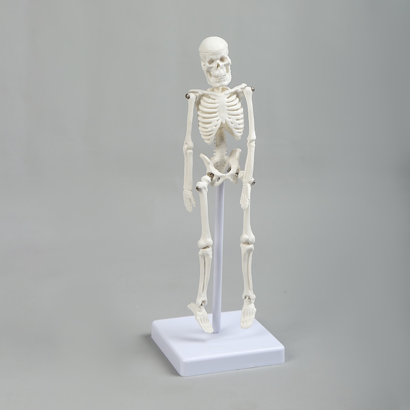22cm human skeleton model