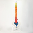 85cm 彩色成人脊柱模型