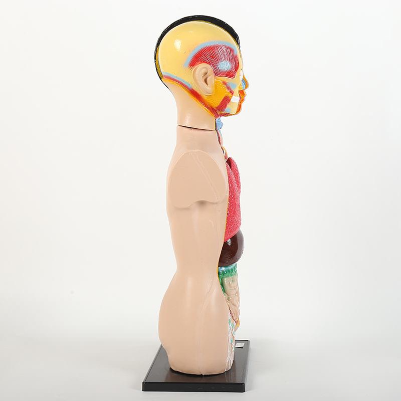 A 65cm human half-body trunk model Specification image