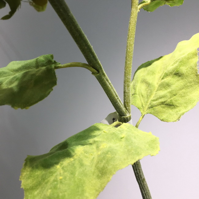 工厂直销室内家居装饰仿真花假花批发黄色1花1苞太阳花仿真向日葵详情图6