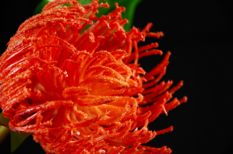 Lanjin Factory wholesales high-end artificial flowers, including South African emperor flowers, needle cushion flowers, floral arrangements, main flowers, large-scale floral accessories, and plastic flowers detail image 16