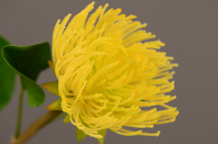 Lanjin Factory wholesales high-end artificial flowers, including South African emperor flowers, needle cushion flowers, floral arrangements, main flowers, large-scale floral accessories, and plastic flowers detail image 5