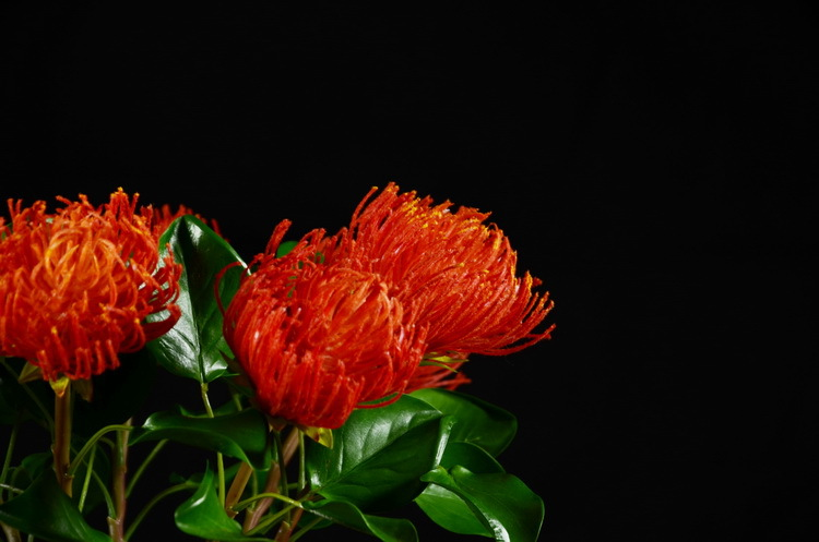 Lanjin Factory wholesales high-end artificial flowers, including South African emperor flowers, needle cushion flowers, floral arrangements, main flowers, large-scale floral accessories, and plastic flowers detail image 15