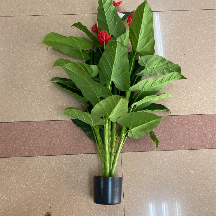 1394 1.2 M Large Anthurium Leaves -5 Flowers Item Picture