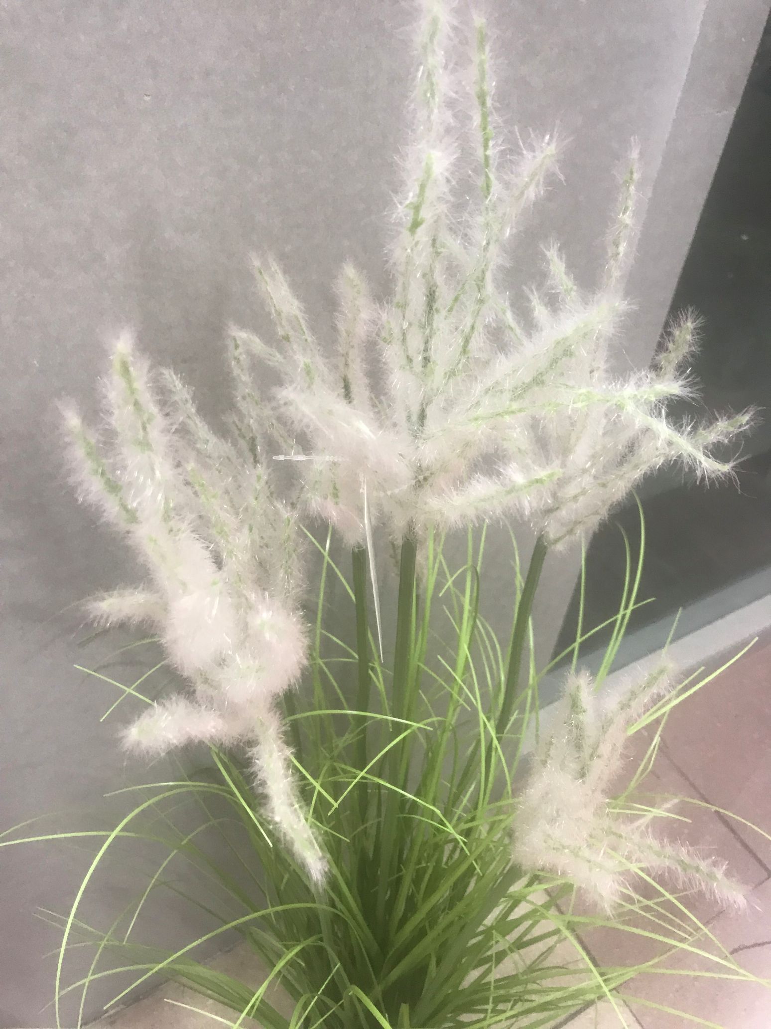 5头芦苇盆景