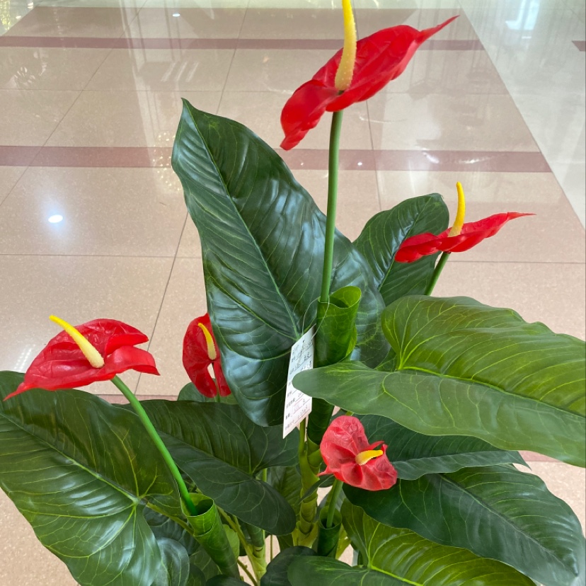 1394 1.2 M Large Anthurium Leaves -5 Flowers Application Scenario