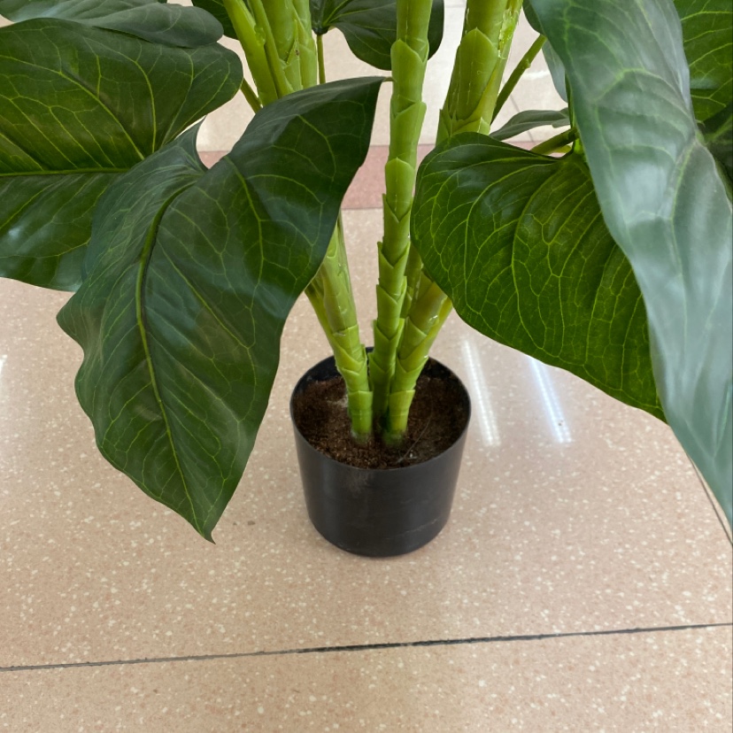 1394 1.2 M Large Anthurium Leaves -5 Flowers details Picture