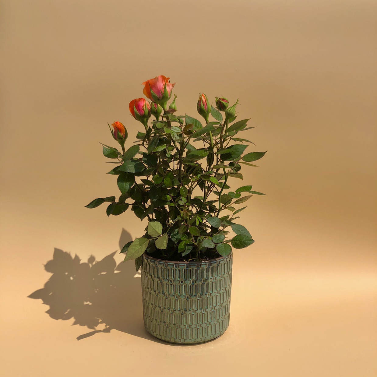 Ceramic Rose Planting Pots, Garden Pots, Colored Glazed Pots