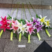 lily