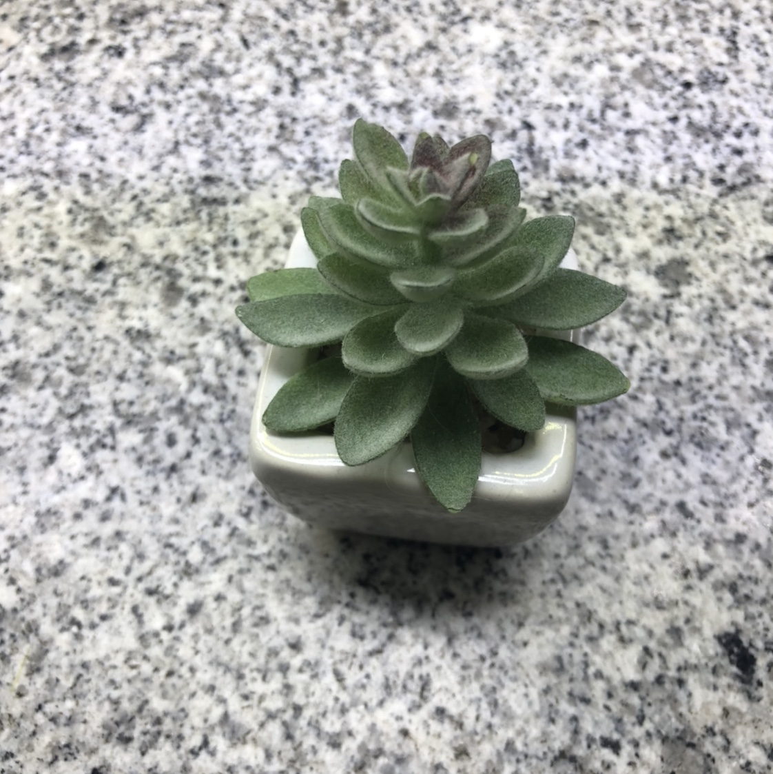 Emulation succulent plant contracted Norse wind false flower potted miniature bonsai small meat meat plastic flower table top decorations thumbnail