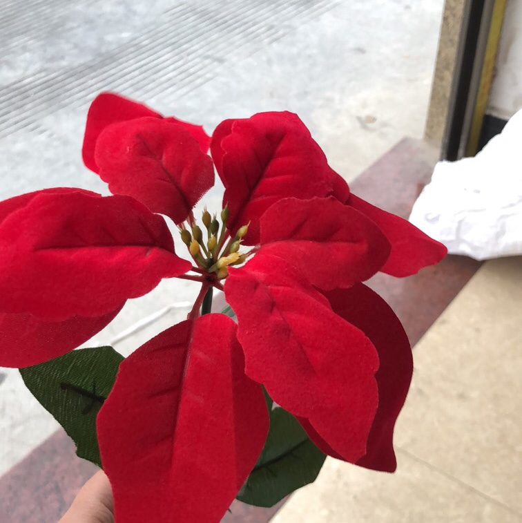 A single Christmas flower thumbnail