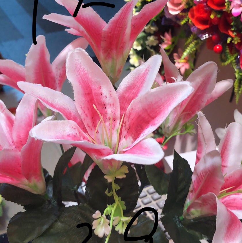 Little lily thumbnail