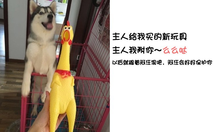 Factory direct sales pet toys explosive strange cry chicken scream chicken dog dog cat non-toxic glue toy medium undefined