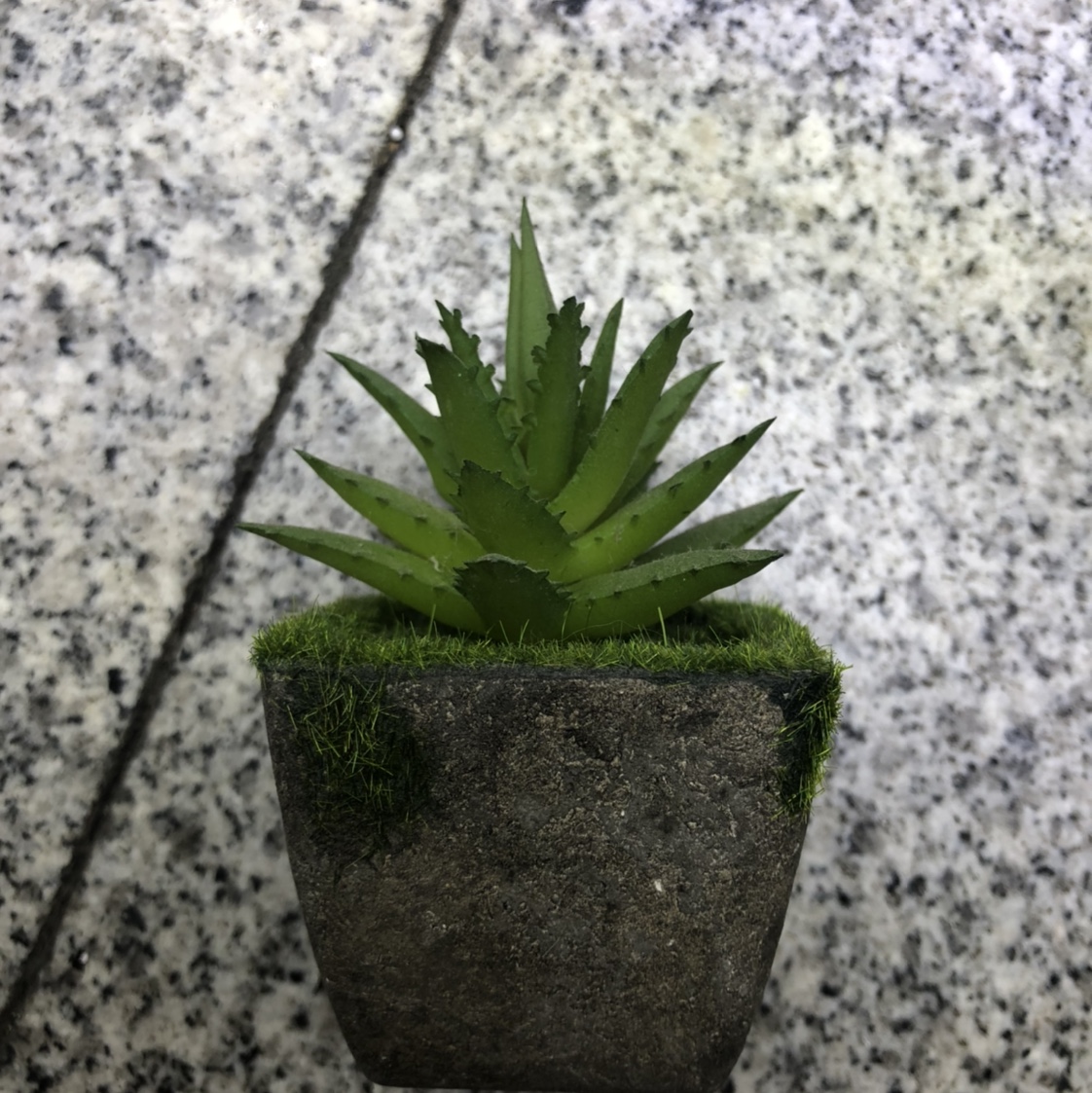 Cute mini wall-hanging plants on a table top