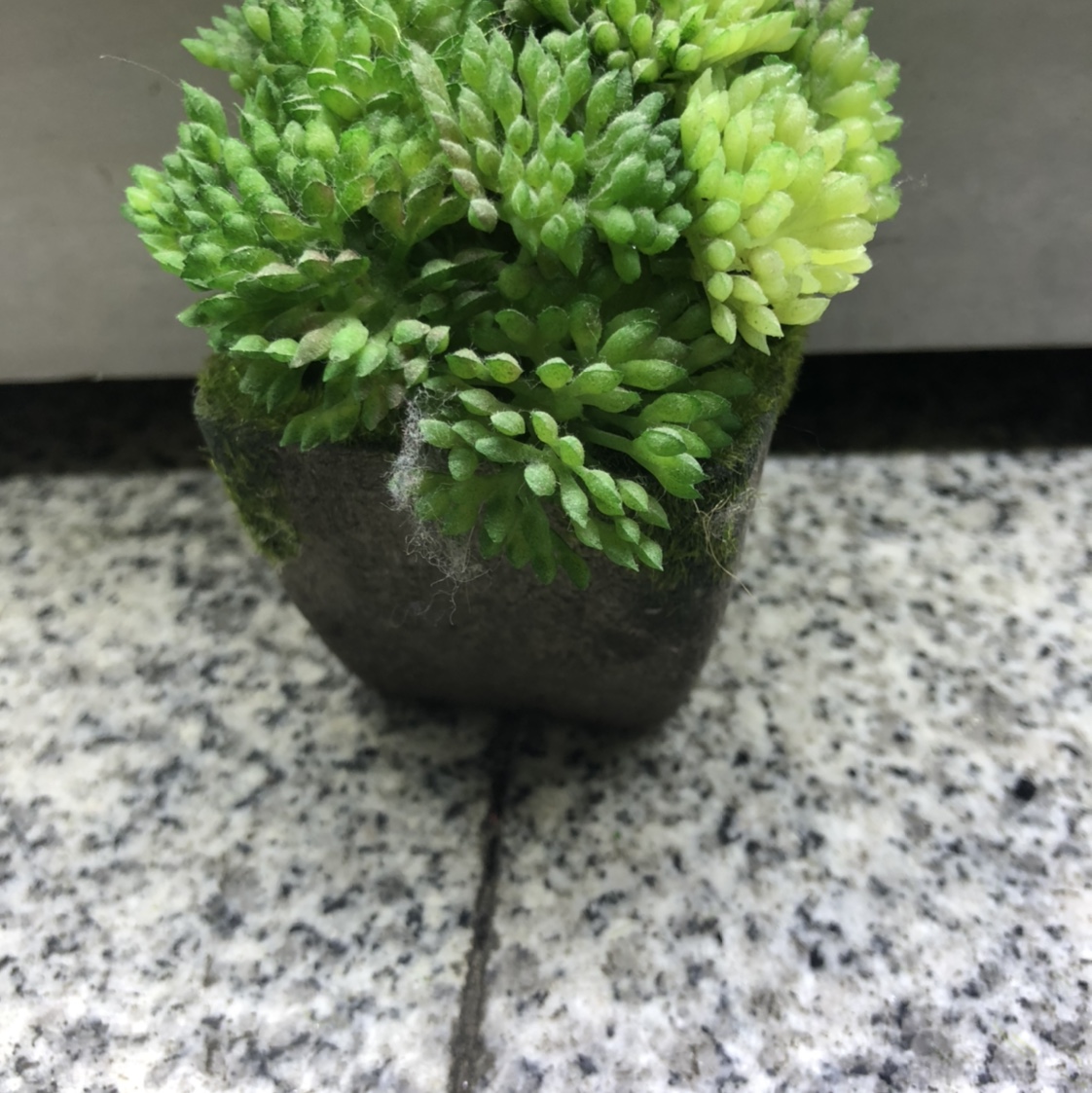 Cute mini wall-hanging plants on a table top