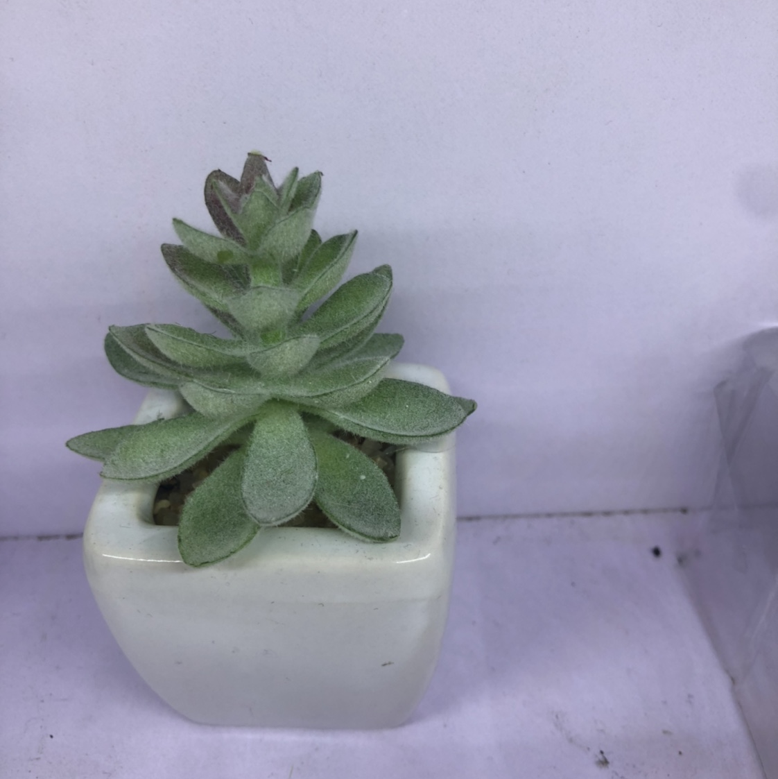 The simulation succulent plant contracted Norse wind false flower potted miniature bonsai mini meat plastic flower tabletop decorations 14 thumbnail
