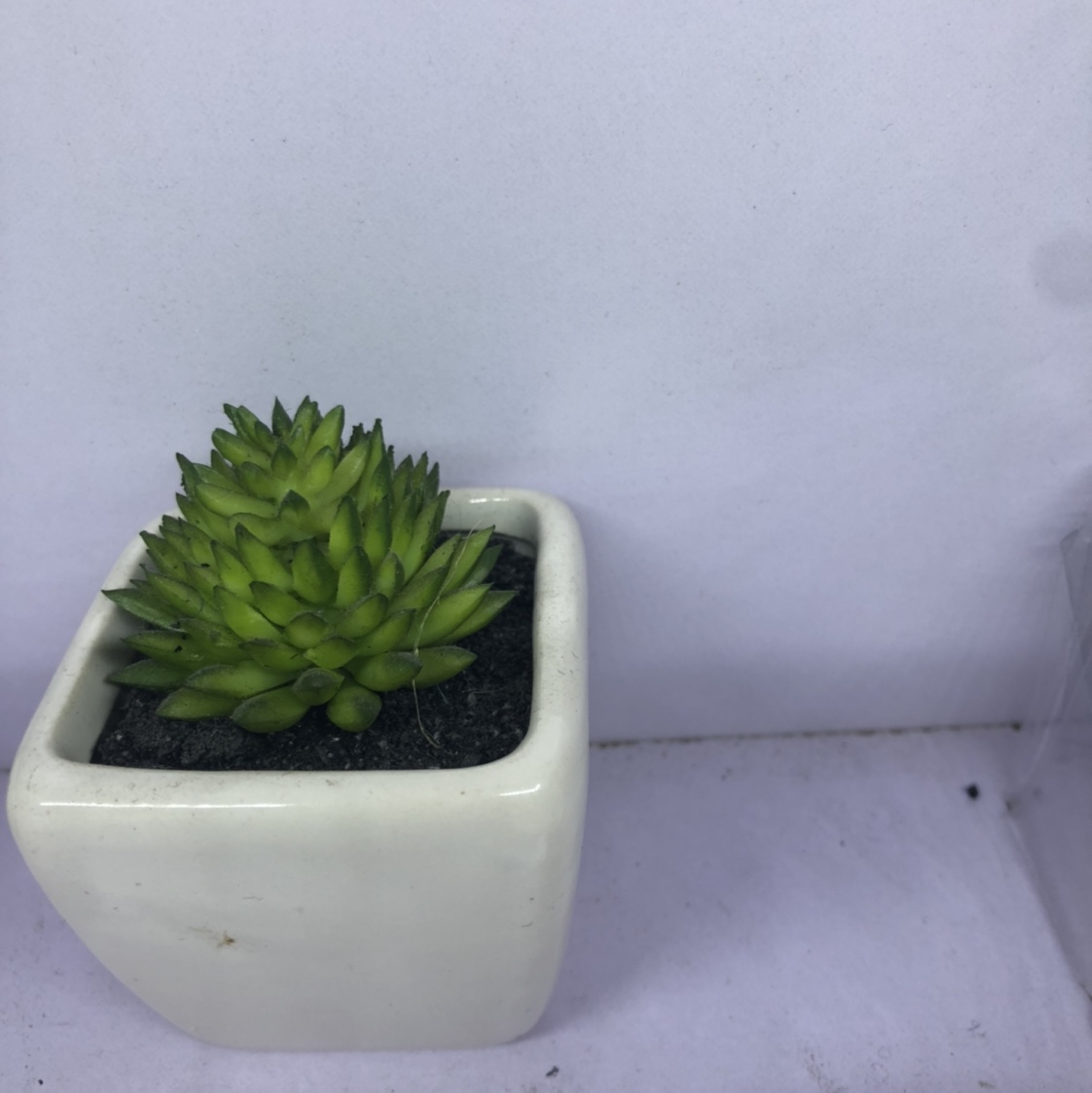 Simulation succulent plant simple Nordic wind false bonsai bonsai bonsai bonsai mini meat plastic flowers tabletop decorations 23 thumbnail