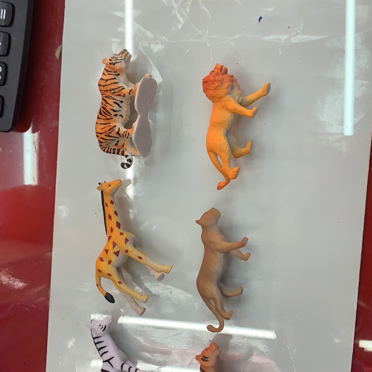 动物