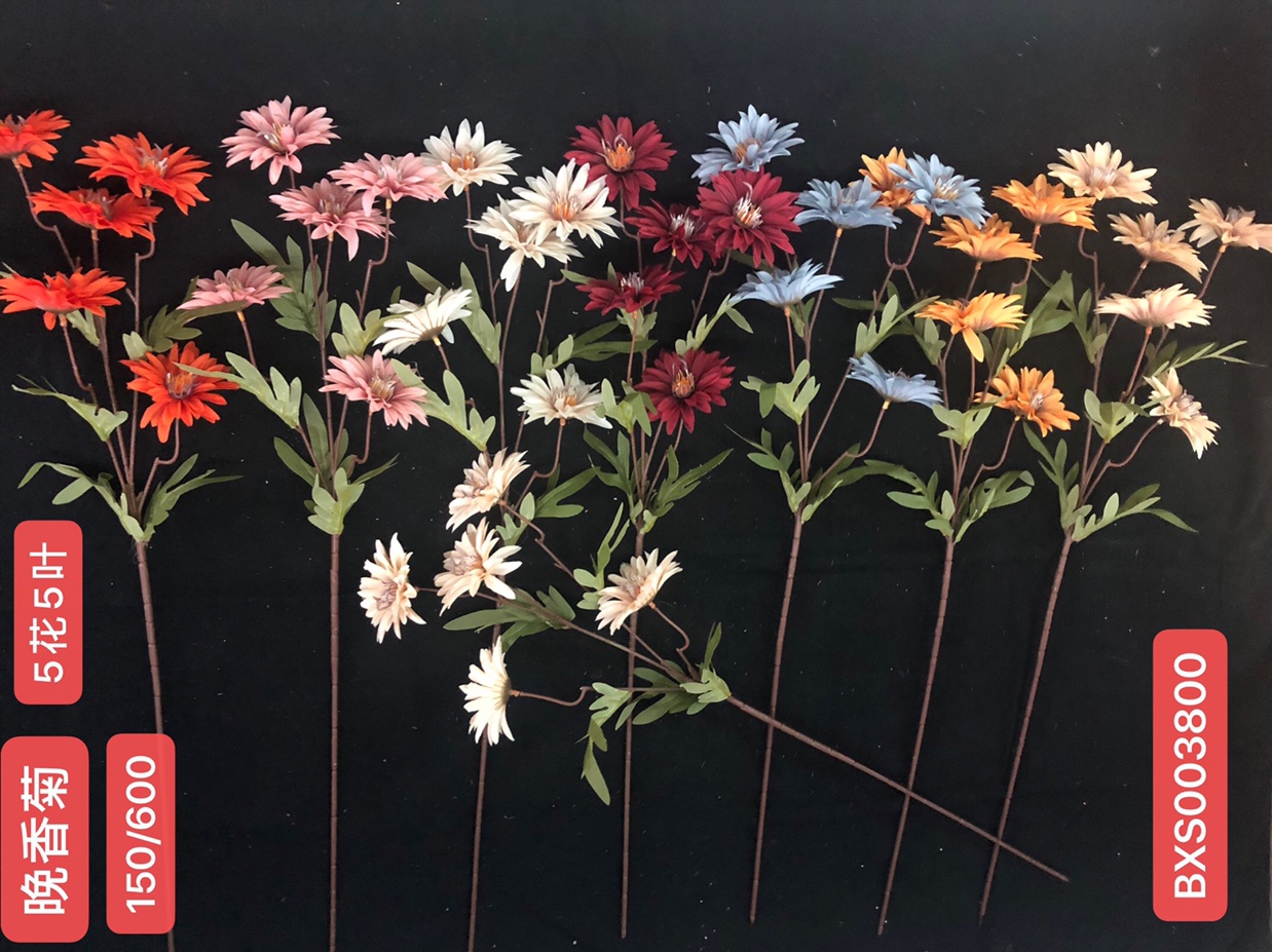 On the night of sweet chrysanthemum
