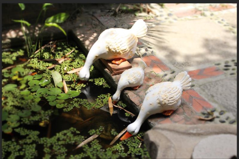 喝水鸭子三个规格  不同尺寸不同价格