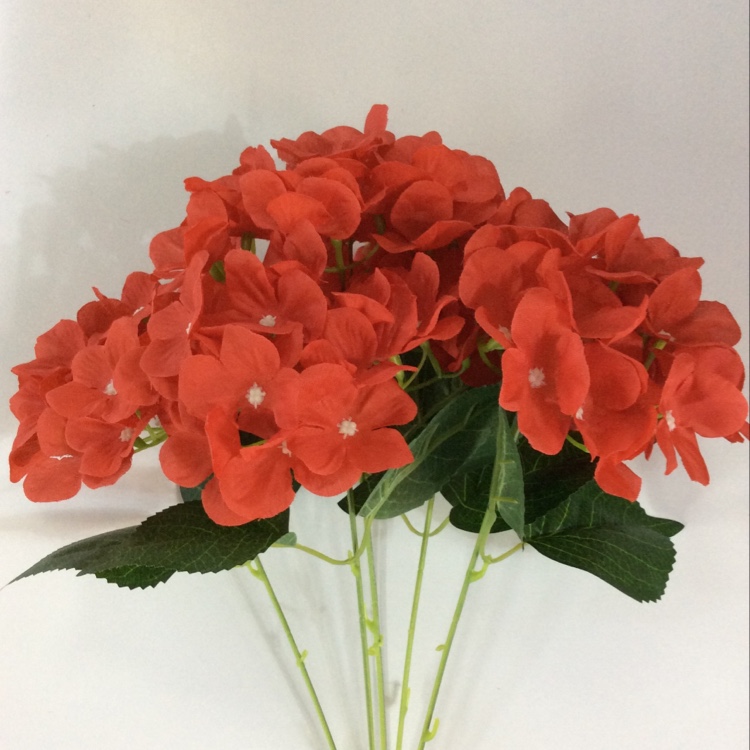 Mbo hydrangea thumbnail