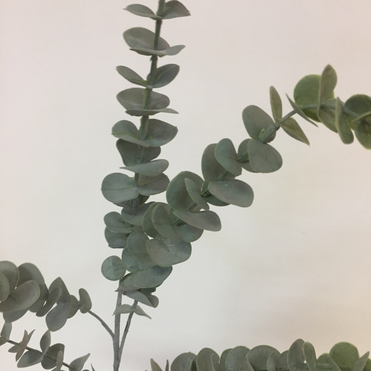 仿真花瓣实物图