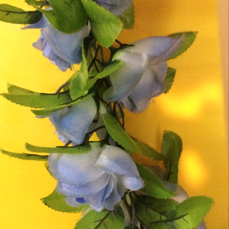 Mbo flower art rose bud vine thumbnail