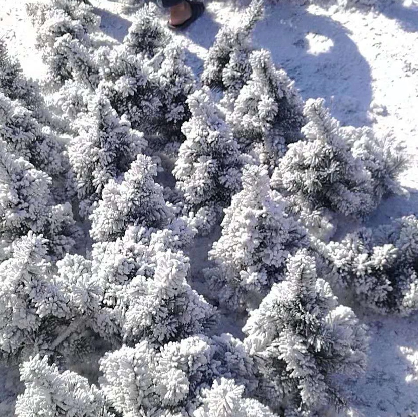 Yiyang Christmas Craft 30cm, 40cm, 50cm, 60cm flocked tree heads and feet Item Picture