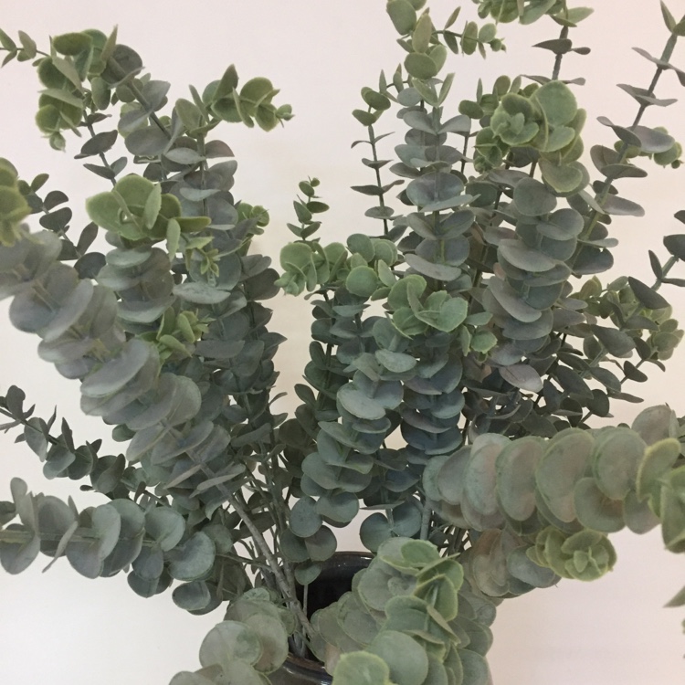 5叉发毛料金金钱叶尤加利叶软胶塑料花产品图