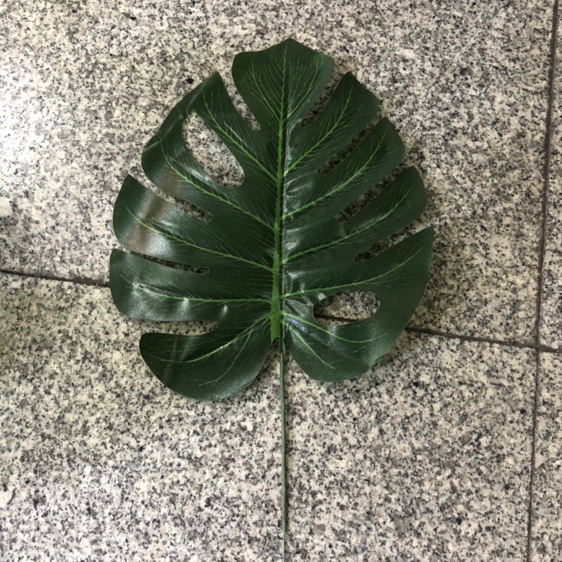中龟背