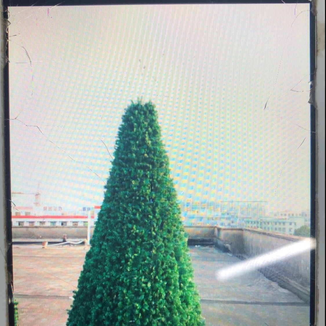 A super-large shopping mall is decorated with Christmas trees