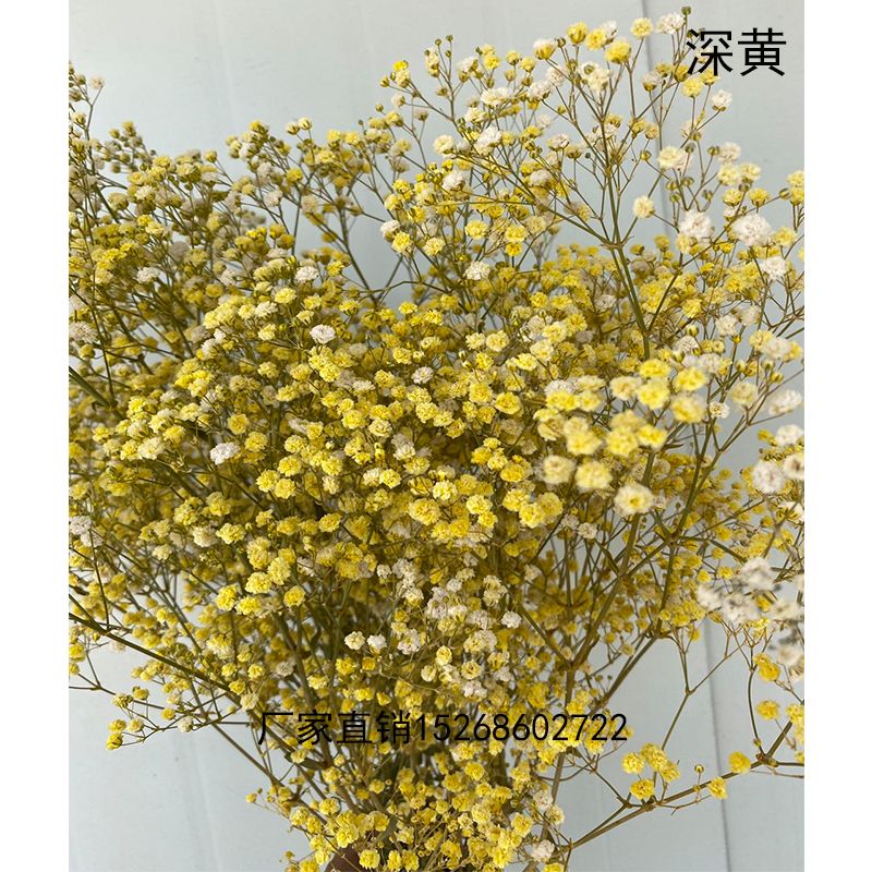 满天星/鲜花干花/永生花束白底实物图