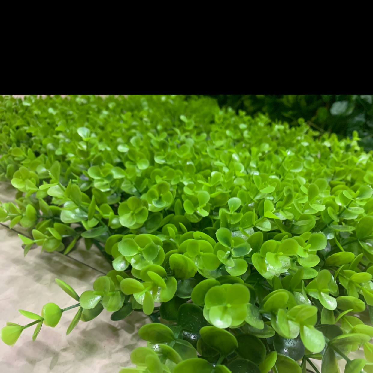 塑料草坪仿真尤加利大长草高草米兰豆瓣草坪（40✖️60大尤加利）产品图