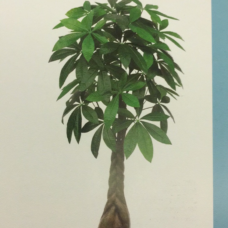Simulated plant tree artificial tree fortune tree thumbnail