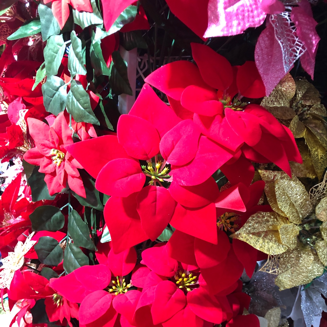 Christmas flower thumbnail