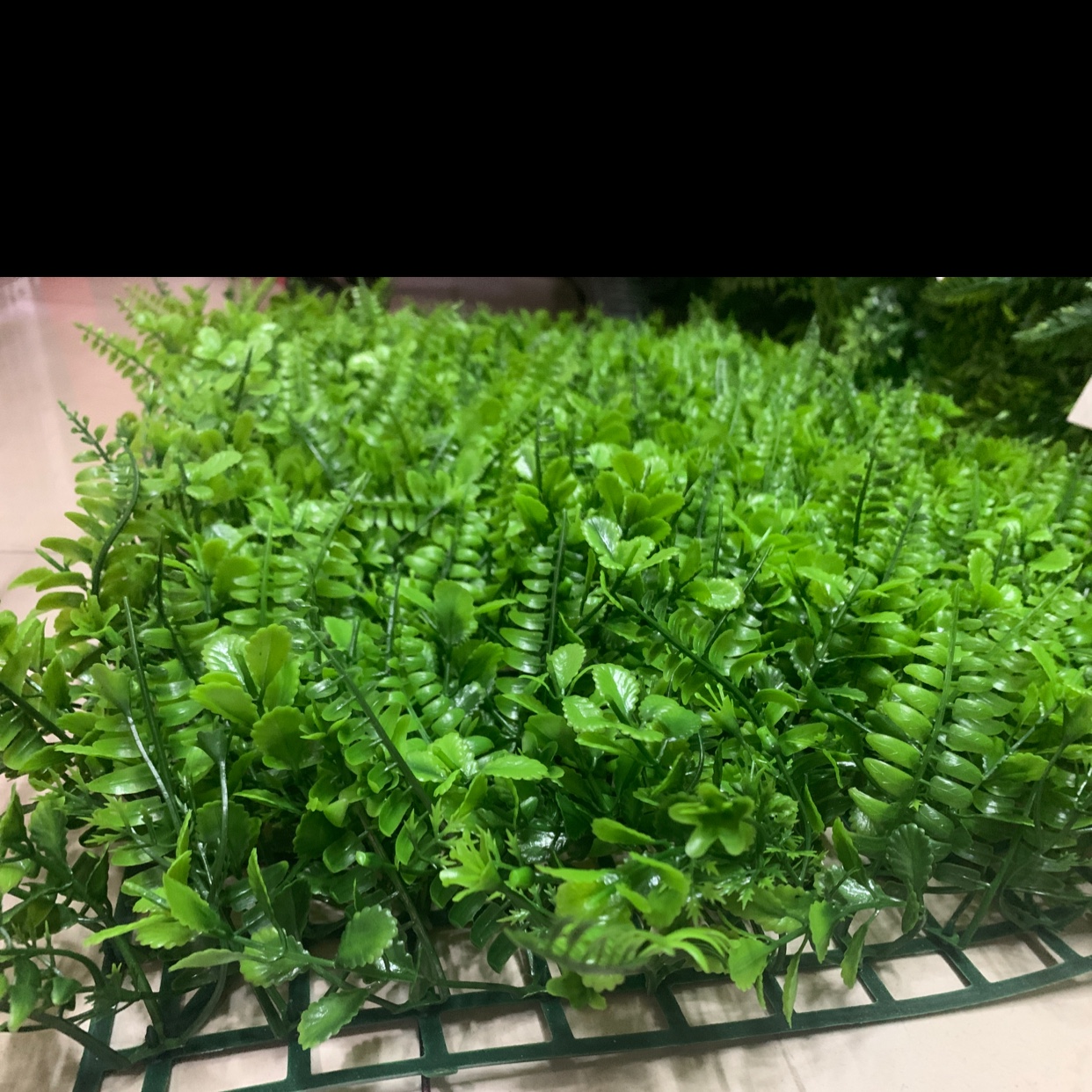 草坪迎宾墙叶凤尾草什锦仿真混合红心叶波斯（40✖️60波斯什锦）细节图